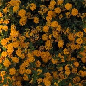 Meet your Posher, Shelby